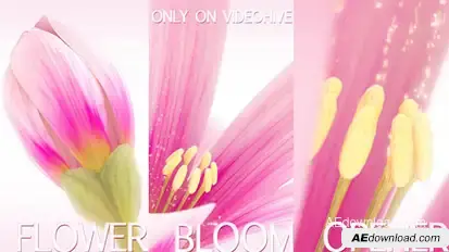Flower Bloom Logo Logo Stings template preview